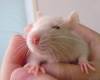 Название: Моя крыса Путя, Добавил: Lorenzia Размеры: 951x728, 462.1 Кб