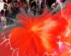 Название: Термоядерный цветок, Добавил: Синтагма Размеры: 1071x1162, 1629.5 Кб