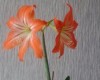 Название: Красивый цветок!, Добавил: Васил Размеры: 216x360, 17.7 Кб